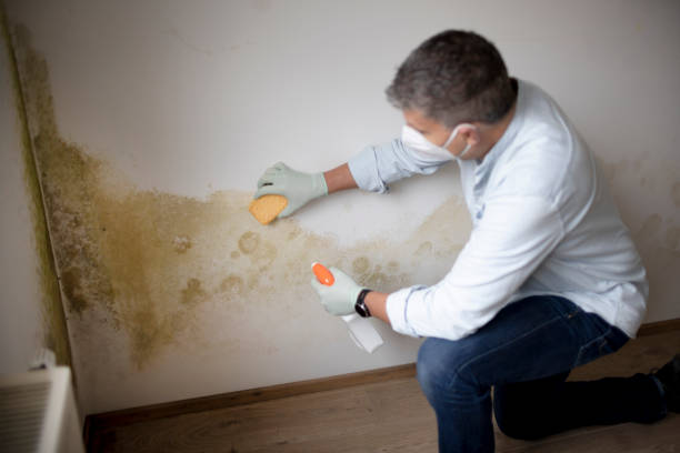 Best Airborne Mold Testing  in Pollock Pines, CA